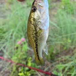 ラージマウスバス