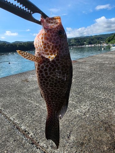 オオモンハタの釣果