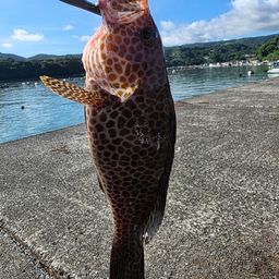 てっちめん さんの 2025年07月22日のオオモンハタの釣り・釣果