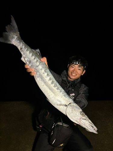 オニカマスの釣果
