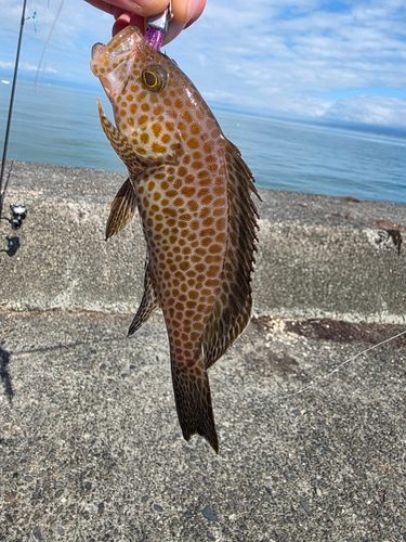 オオモンハタの釣果