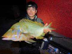 タマンの釣果