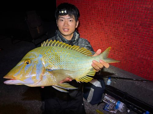 タマンの釣果
