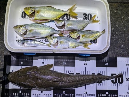 マゴチの釣果