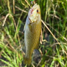 スモールマウスバス