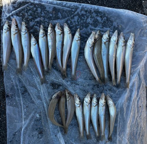 シロギスの釣果