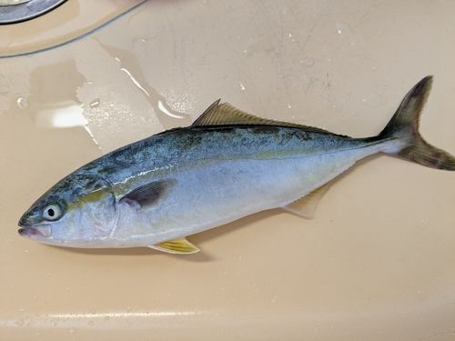 ワカシの釣果