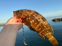 キジハタの釣果