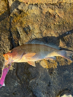 オオモンハタの釣果
