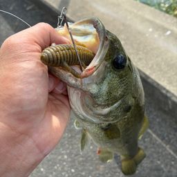 ブラックバス