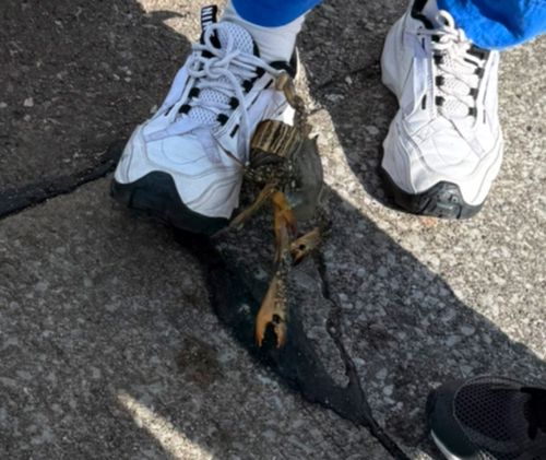 ワタリガニの釣果