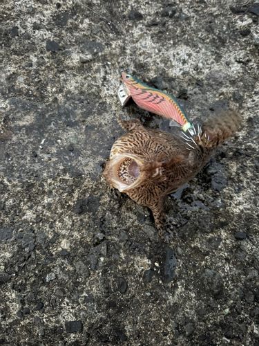 アンコウの釣果