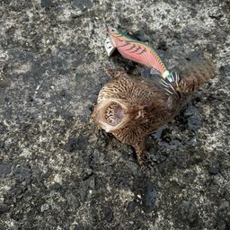 アンコウ