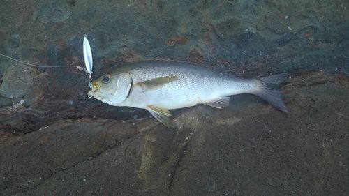 イサキの釣果
