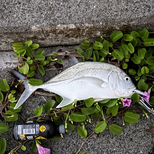 オニヒラアジの釣果
