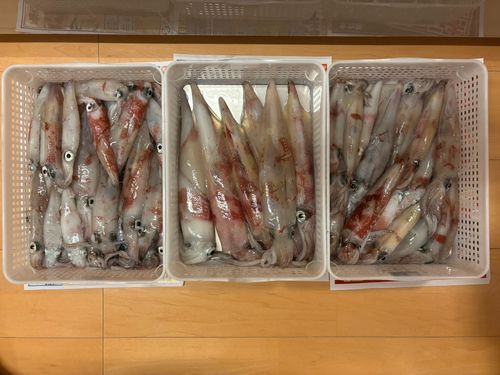 ケンサキイカの釣果