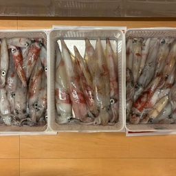 ケンサキイカ