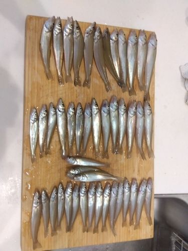 キスの釣果