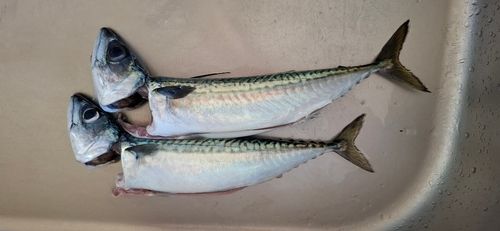 釣果