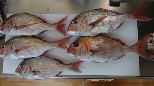 マダイの釣果
