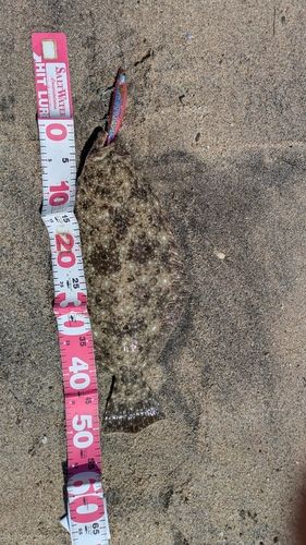 ヒラメの釣果