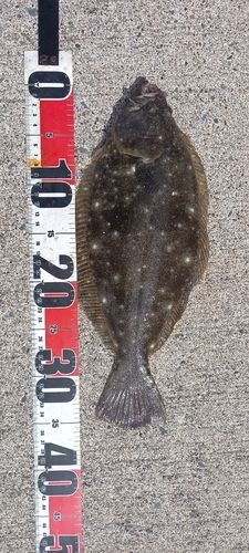 ヒラメの釣果