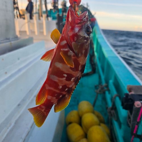 アカハタの釣果