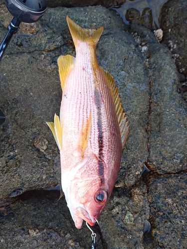ヨコスジフエダイの釣果
