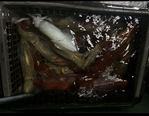 ケンサキイカの釣果
