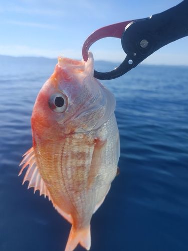 タイの釣果