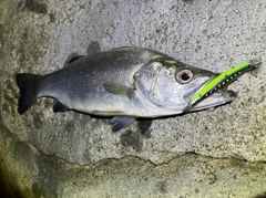 ヒラスズキの釣果