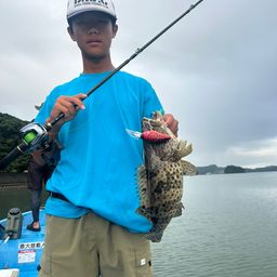 チャイロマルハタ