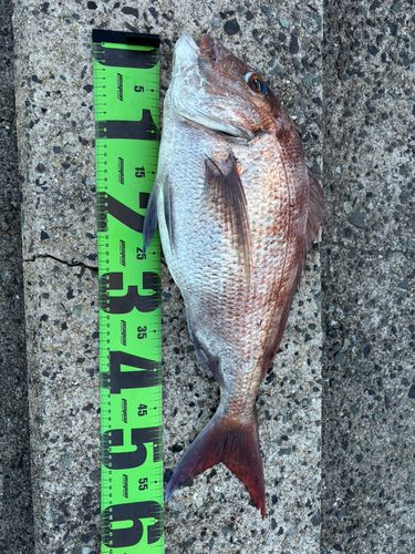 マダイの釣果