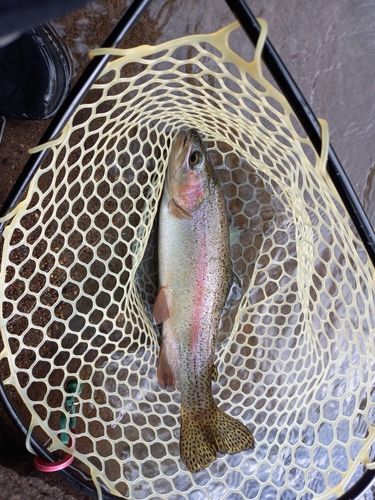 ニジマスの釣果