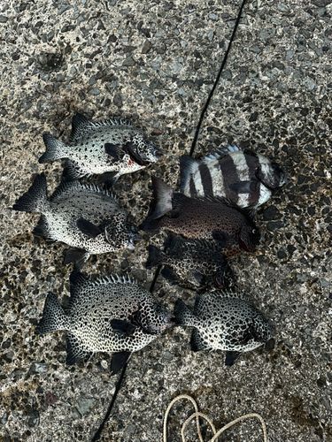 イシガキイシダイの釣果