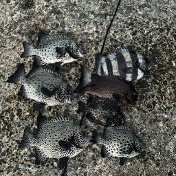 イシガキイシダイ