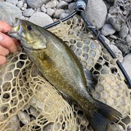 スモールマウスバス