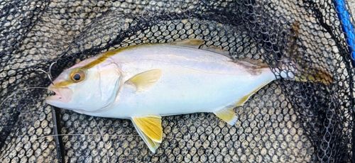 ネリゴの釣果