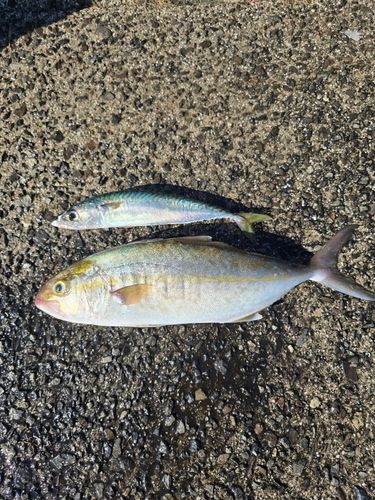 ネリゴの釣果