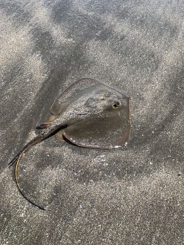 アカエイの釣果