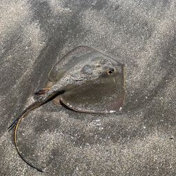 アカエイ