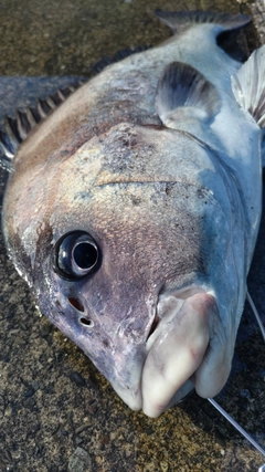 コショウダイの釣果