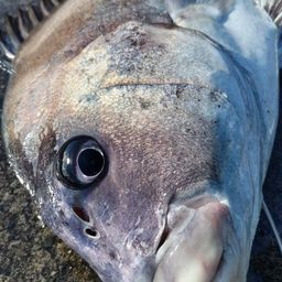 コショウダイ