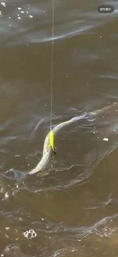 ダツの釣果
