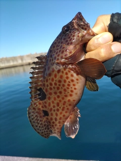 ノミノクチの釣果