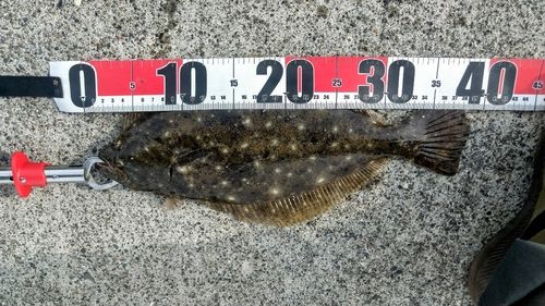 クロガシラガレイの釣果