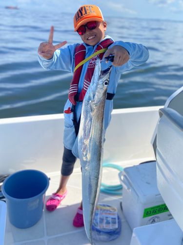タチウオの釣果