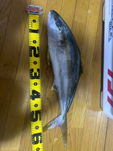 ヒラマサの釣果