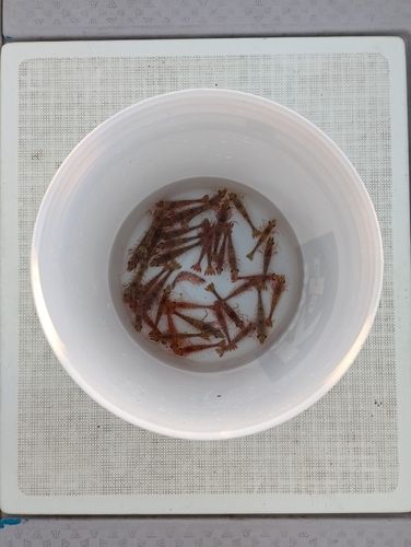 エビの釣果