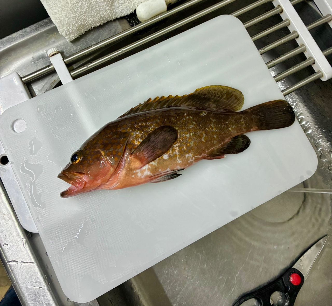 アコウ